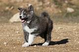 AKITA INU 029